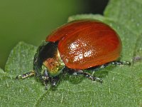 Chrysolina polita #09396 : Chrysolina polita, Tweekleurig goudhaantje