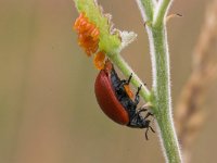 Chrysomela populi 1, Grote populierenhaan, Saxifraga-Luc Hoogenstein