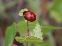 Chrysomela populi 11, Grote populierenhaan, Saxifraga-Peter Meininger