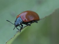 Chrysomela populi 12, Grote populierenhaan, Saxifraga-Willem van Kruijsbergen