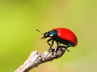 Chrysomela populi 6, Grote populierenhaan, Saxifraga-Rudmer Zwerver