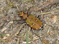 Cicindela campestris, Green Tiger Beetle