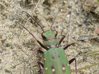 Cicindela campestris 13, Groene zandloopkever, Saxifraga-Tom Heijnen