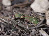 Cicindela campestris 6, Groene zandloopkever, Saxifraga-Rutger Barendse