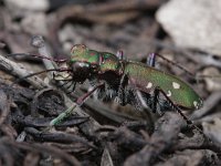 Cicindela campestris 7, Groene zandloopkever, Saxifraga-Rutger Barendse