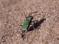 Cicindela campestris 8, Groene zandloopkever, Saxifraga-Hans Dekker