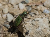 Cicindela campestris 9, Groene zandloopkever, Saxifraga-Willem van Kruijsbergen