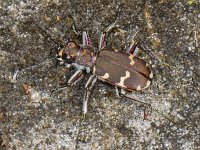 Cicindela hybrida, Northern Dune Tiger Beetle