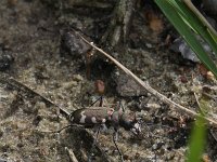 Cicindela hybrida 11, Basterdzandloopkever, Saxifraga-Rutger Barendse