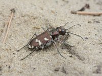 Cicindela hybrida 12, Basterdzandloopkever, Saxifraga-Rutger Barendse