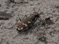 Cicindela hybrida 14, Basterdzandloopkever, Saxifraga-Rutger Barendse