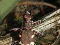 Cicindela hybrida 15, Basterdzandloopkever, Saxifraga-Rutger Barendse