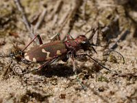 Cicindela hybrida 16, Basterdzandloopkever, Saxifraga-Hans Dekker