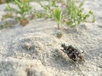 Cicindela hybrida 17, Basterdzandloopkever, Saxifraga-Mark Zekhuis