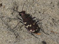 Cicindela hybrida 19, Basterdzandloopkever, Saxifraga-Peter Meininger