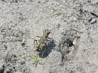 Cicindela hybrida 25, Bastaardzandloopkever, Saxifraga-Tom Heijnen