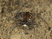 Cicindela hybrida 4, Basterdzandloopkever, Saxifraga-Frits Bink