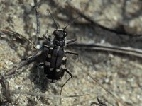 Cicindela hybrida 7, Basterdzandloopkever, female, Saxifraga-Frits Bink