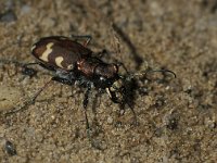 Cicindela hybrida 8, Basterdzandloopkever, male, Saxifraga-Frits Bink