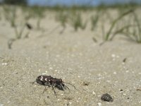 Cicindela maritima