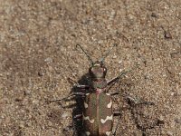 Cicindela repanda, Bronzed Tigre Beetle