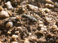 Cicindela silvicola