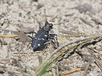 Cicindela sylvatica 1, Boszandloopkever, Saxifraga-Tom Heijnen