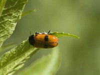 Clytra quadripunctata 1, Vierstippige mierenzakkever, Saxifraga-Jan van der Straaten