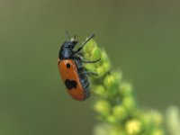 Clytra quadripunctata 2, Vierstippige mierenzakkever, Saxifraga-Frits Bink