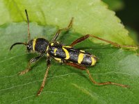 Clytus arietis #43414 : Clytus arietis, Kleine wespenboktor