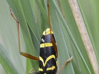 Clytus arietis 15, Kleine wespenbok, Saxifraga-Tom Heijnen