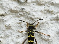 Clytus arietis 2, Kleine wespenboktor, Saxifraga-Jan van der Straaten