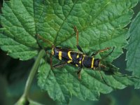 Clytus arietis 4, Kleine wespenboktor, Saxifraga-Frits Bink