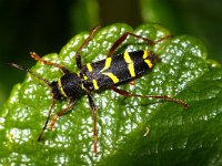 Clytus arietis 5, Kleine wespenboktor, Foto Fitis-Sytske Dijksen