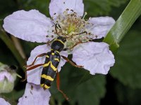 Clytus arietis #01954 : Clytus arietis, Kleine wespenboktor