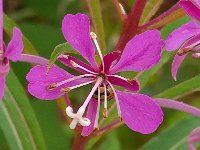 Coccinella hieroglyphica 1, Hieroglyfenlieveheersbeestje, Saxifraga-Ab H Baas