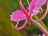 Coccinella hieroglyphica 2, Hieroglyfenlieveheersbeestje, Saxifraga-Ab H Baas