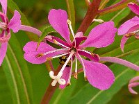 Coccinella hieroglyphica 3, Hieroglyfenlieveheersbeestje, Saxifraga-Ab H Baas