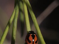 Coccinella miranda