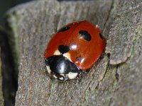 Coccinella quinquepunctata #06076 : Coccinella quinquepunctata, 5-spot Ladybird, Vijfstippelig lieveheersbeestje