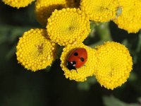 Coccinella quinquepunctata 4, Vijfstippelig lieveheersbeestje, Saxifraga-Peter Meininger