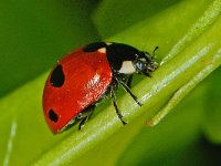 Coccinella quinquepunctata 5, Vijfstippelig lieveheersbeestje, Saxifraga-Ab H Baas