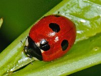 Coccinella quinquepunctata 6, Vijfstippelig lieveheersbeestje, Saxifraga-Ab H Baas