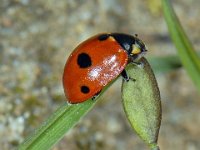 Coccinella quinquepunctata #06364 : Coccinella quinquepunctata, 5-spot Ladybird, Vijfstippelig lieveheersbeestje