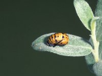 Coccinella septempunctata 11, Zevenstippelig lieveheersbeestje, Saxifraga-Frits Bink