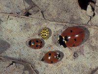 Coccinella septempunctata 12, Zevenstippelig lieveheersbeestje, Pieter van Breugel