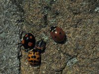 Coccinella septempunctata 13, Zevenstippelig lieveheersbeestje, Saxifraga-Frits Bink