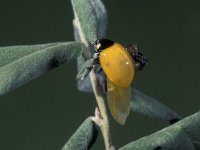 Coccinella septempunctata 19, Zevenstippelig lieveheersbeestje, ex-pupa, Saxifraga-Frits Bink