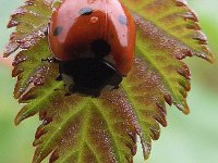 Coccinella septempunctata 3, Zevenstippelig lieveheersbeestje, Saxifraga-Frank Dorsman  Coccinella septempunctata, Zevenstippelig lievheersbeestjeAW-duinen 030811