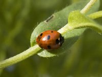 Coccinella septempunctata 4, Zevenstippelig lieveheersbeestje, Saxifraga-Jan van der Straaten